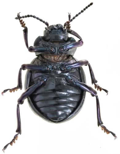 Réf. 304 393 : Timarcha pimelioides